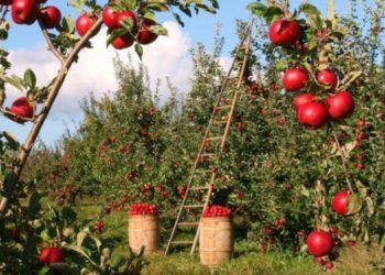 40 milioni di euro le perdite degli agriturismi sardi, la denuncia di Coldiretti Sardegna