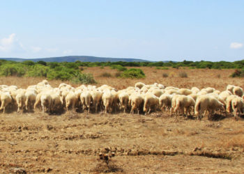 La denuncia di Coldiretti Nuoro Ogliastra: «Tre pastori su dieci non sono riusciti a concludere il corso online del benessere animale»