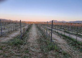 Coldiretti Sardegna: «Il gelo ha bruciato centinaia di ettari di colture»