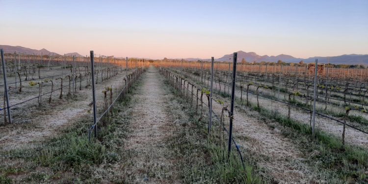 Coldiretti Sardegna: «Il gelo ha bruciato centinaia di ettari di colture»