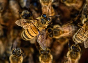 Il ministero delle Politiche agricole ha pubblicato un bando da 2 milioni di euro per il sostegno al comparto apistico