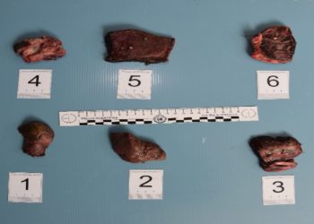 Sassari, maltrattamento di animali: denunciato un 74enne