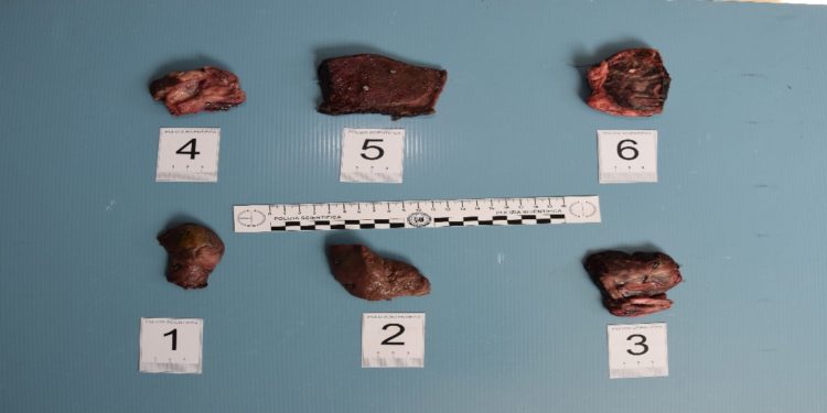 Sassari, maltrattamento di animali: denunciato un 74enne