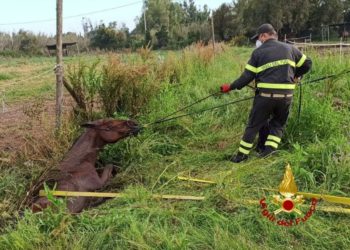 Santa Giusta: cavallo precipita in un fossato, lo salvano i vigili del fuoco