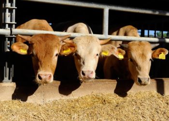 Cooperativa Produttori Arborea ed Università di Sassari: al via il progetto MeatCulture