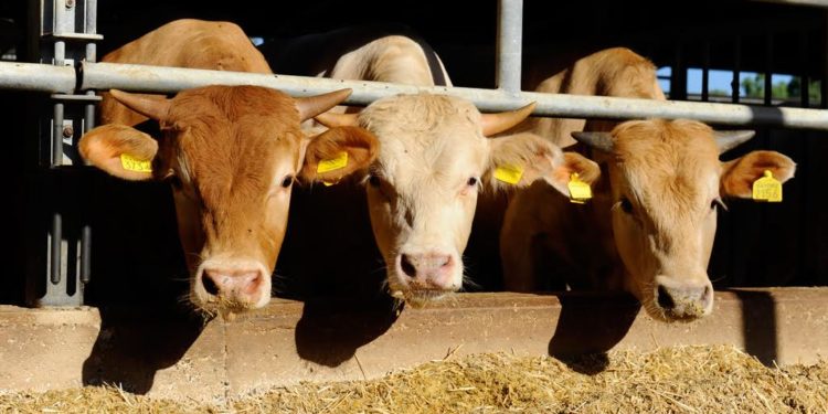 Cooperativa Produttori Arborea ed Università di Sassari: al via il progetto MeatCulture