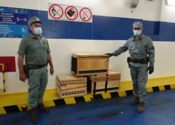 Sono arrivati in Sardegna altri tre esemplari di aquile del Bonelli nell’ambito del progetto Aquila A-Life