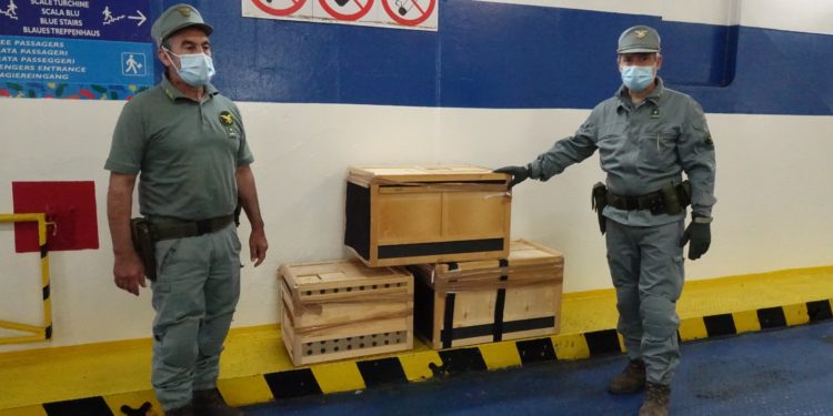 Sono arrivati in Sardegna altri tre esemplari di aquile del Bonelli nell’ambito del progetto Aquila A-Life