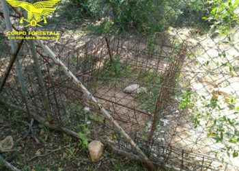 Operazione antibracconaggio del Corpo forestale: una persona denunciata, sequestrati un terreno, gabbie di cattura, tre cinghiali e lacci per uccellagione