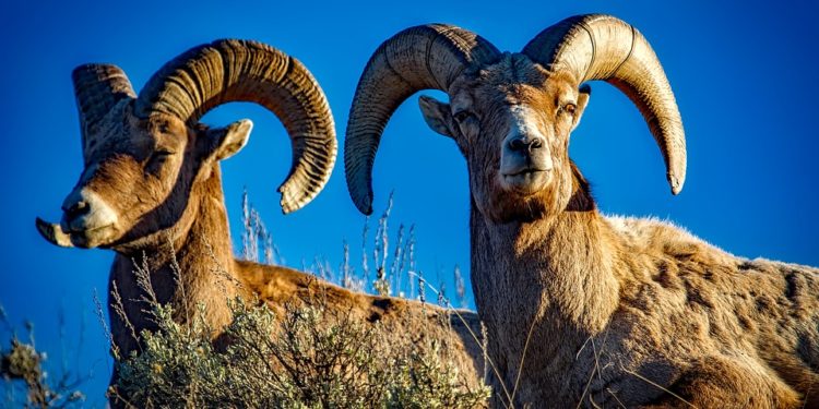 Assonapa: gli arieti si acquistano anche online