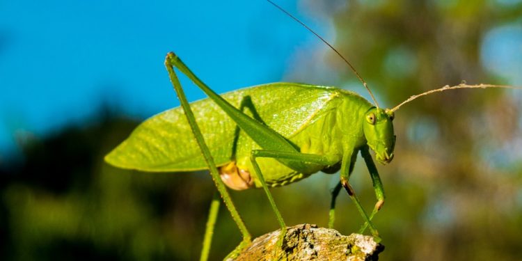 Torna l’allarme cavallette nella zona del Tirso