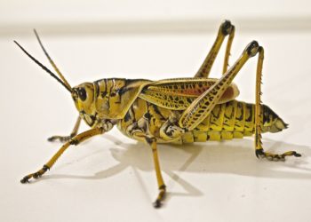 Torna l’allarme cavallette nella zona del Tirso