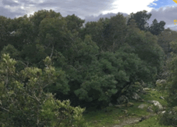 Loculi: istituito l’Insieme omogeneo di lentisco del bosco di Pedra longa