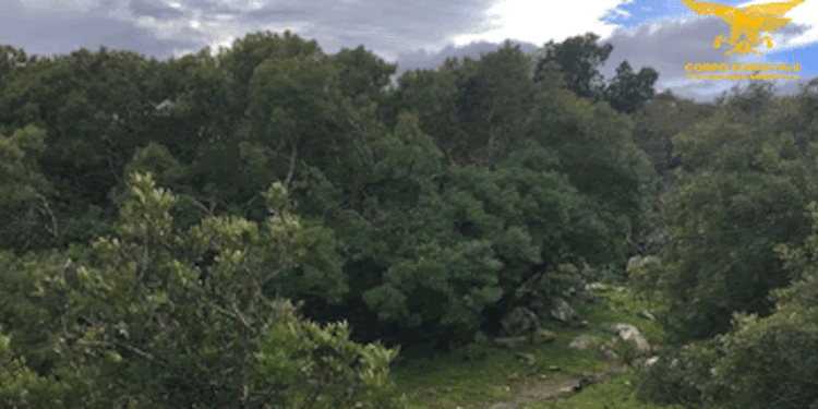 Loculi: istituito l’Insieme omogeneo di lentisco del bosco di Pedra longa