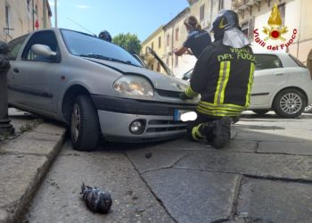 Singolare incidente a Sassari: due auto si scontrano, la colpa è di un piccione