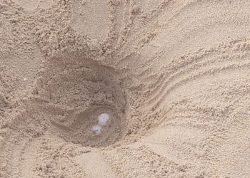 Chia: individuato un nido di Caretta caretta