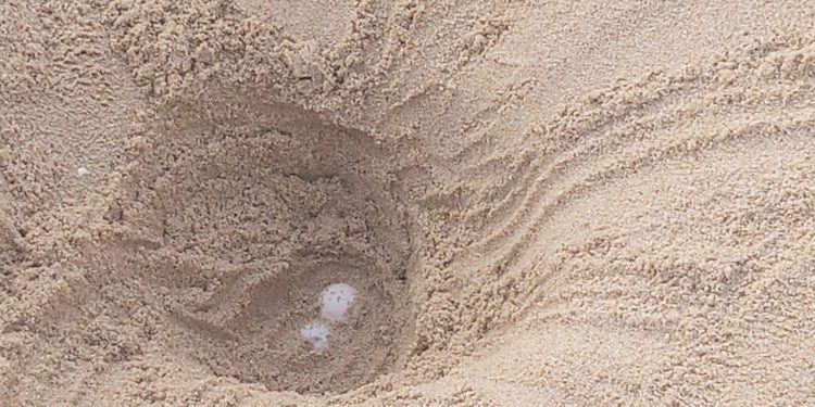 Chia: individuato un nido di Caretta caretta