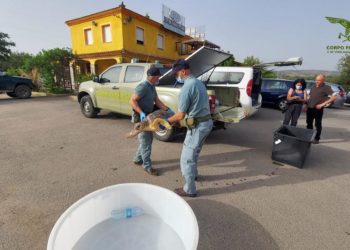 La Caletta: recuperato un esemplare di Caretta caretta