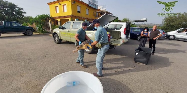 La Caletta: recuperato un esemplare di Caretta caretta