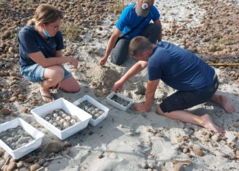 Arborea: una tartaruga Caretta Caretta ha deposto 98 uova