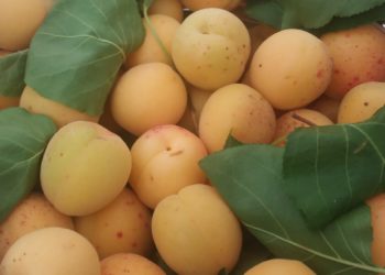 Caduto da un albero raccogliendo albicocche nel giardino di casa a Sant’Andrea Frius, un 56enne è stato soccorso e ricoverato in codice rosso al Brotzu di Cagliari