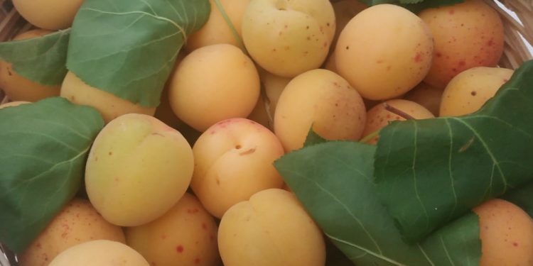 Caduto da un albero raccogliendo albicocche nel giardino di casa a Sant’Andrea Frius, un 56enne è stato soccorso e ricoverato in codice rosso al Brotzu di Cagliari