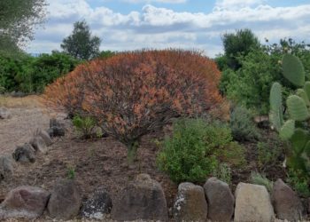Il “Giardino Botanico del Monte Arci” apre al pubblico: un’esperienza sensoriale nei profumi del territorio