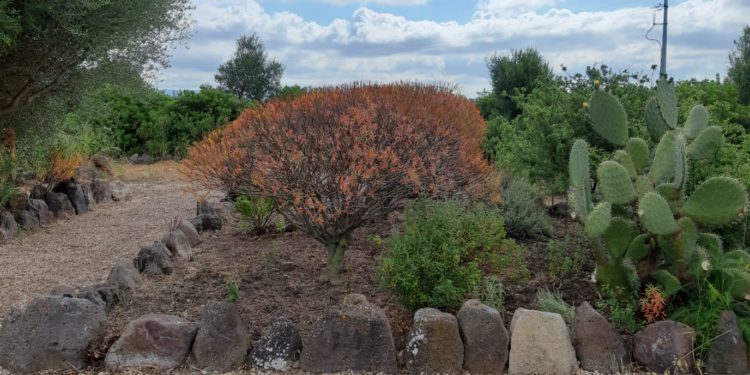 Il “Giardino Botanico del Monte Arci” apre al pubblico: un’esperienza sensoriale nei profumi del territorio