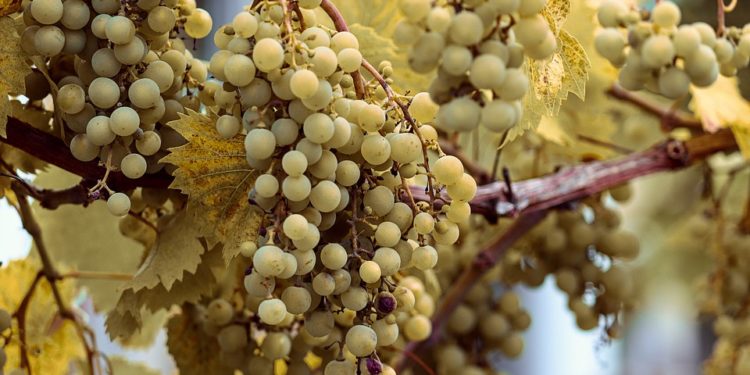 Sassari e Olbia: al via il premio enoletterario “Vermentino”