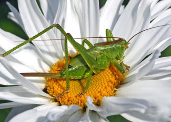 Allarme cavallette nella valle del Tirso: dal tavolo regionale un appello per prevenzione e ristori immediati