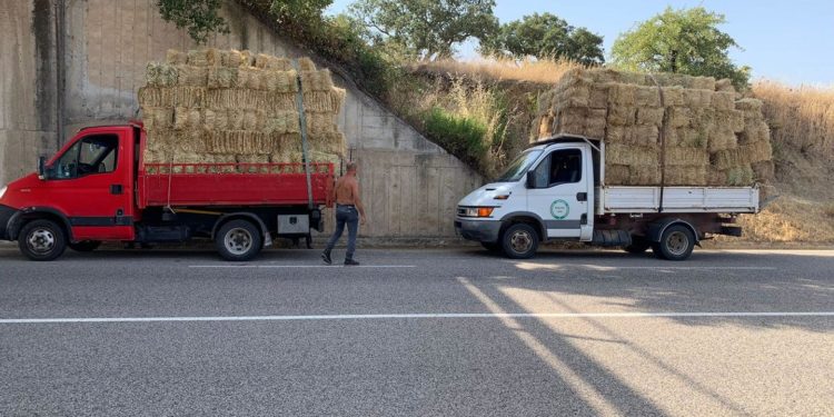 Incendi in Sardegna. Gianuario Falchi: «Un grazie enorme all’assessore dell’Agricoltura che è completamente sparita invece di essere in prima linea in questo dramma»