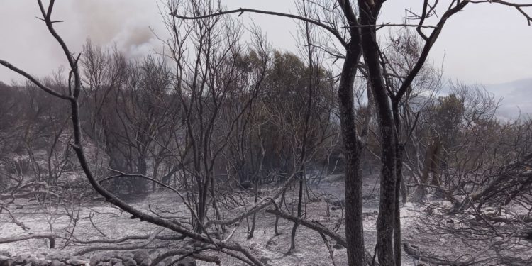 Coldiretti Sardegna: «Subito la ricognizione dei danni e la rilevazione dei dati»