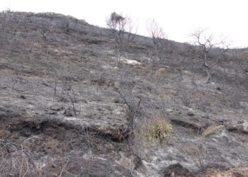 Incendi nel Montiferru, Marghine, Planargia e Monte Arci: parte la macchina della solidarietà di Coldiretti Oristano