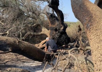 Olivastro millenario di Cuglieri. Gianluigi Bacchetta, direttore dell’Orto Botanico dell’Università di Cagliari: «I primi interventi hanno prodotti effetti benefici»