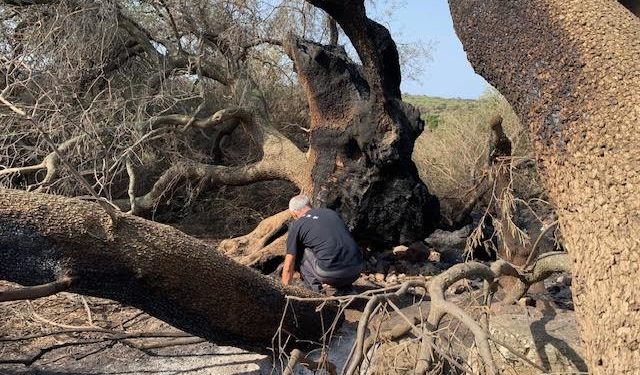 Olivastro millenario di Cuglieri. Gianluigi Bacchetta, direttore dell’Orto Botanico dell’Università di Cagliari: «I primi interventi hanno prodotti effetti benefici»