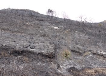 Incendi: il presidente della Regione coordina le operazioni dalla sala operativa della Protezione civile