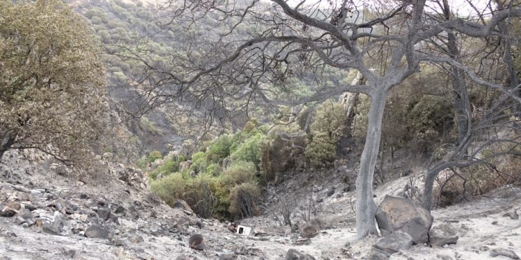 Incendi: il presidente della Regione coordina le operazioni dalla sala operativa della Protezione civile
