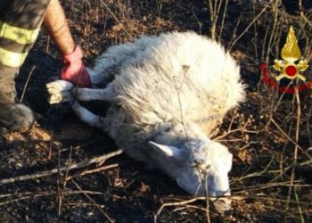 Sono in corso incendi di vegetazione nelle campagne della statale 387, a Quartu Sant’Elena e nell’hinterland