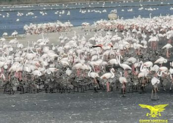 Anche nella stagione primaverile-estiva 2021, il Corpo forestale è impegnato nella salvaguardia delle fasi riproduttive di alcune specie animali, anche protette