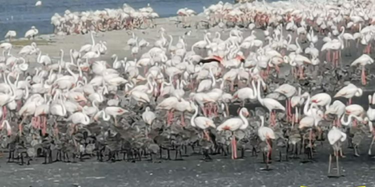 Anche nella stagione primaverile-estiva 2021, il Corpo forestale è impegnato nella salvaguardia delle fasi riproduttive di alcune specie animali, anche protette