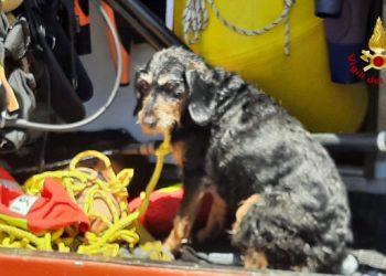 Cagliari: cane cade nelle acque del canale di Terramaini, lo salvano i vigili del fuoco