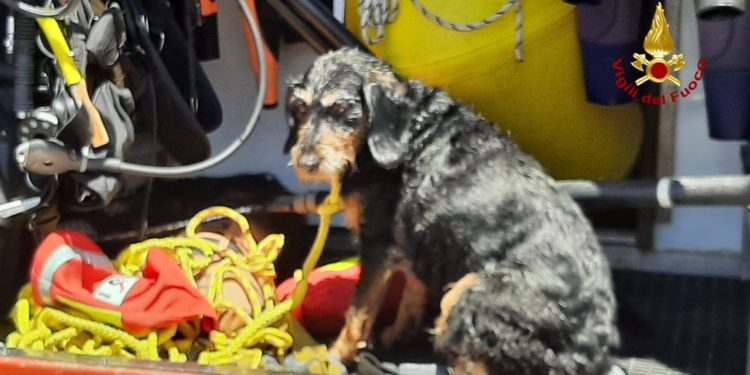 Cagliari: cane cade nelle acque del canale di Terramaini, lo salvano i vigili del fuoco