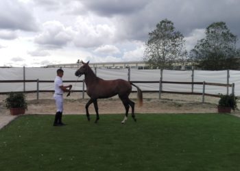 Santu Lussurgiu: 190 puledri iscritti alla tappa del circuito Mipaaf