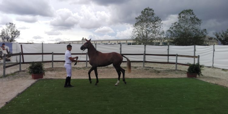 Santu Lussurgiu: 190 puledri iscritti alla tappa del circuito Mipaaf