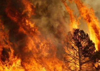 Incendi in Sardegna: raccolta fondi delle ACLI provinciali di Oristano