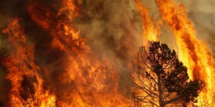Incendi in Sardegna: raccolta fondi delle ACLI provinciali di Oristano