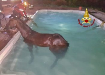 Santa Giusta: un cavallo finisce in una piscina, lo salvano i vigili del fuoco