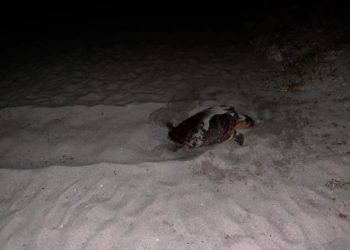 Tortolì: nido di tartaruga Caretta caretta nel lido di Cea, a Tortolì