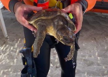 Cagliari: tartaruga in difficoltà, la salvano i vigili del fuoco