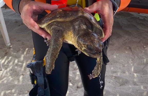 Cagliari: tartaruga in difficoltà, la salvano i vigili del fuoco